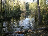 FI, Oulu, Kuusamo, Oulanka 16, Saxifraga-Dirk Hilbers